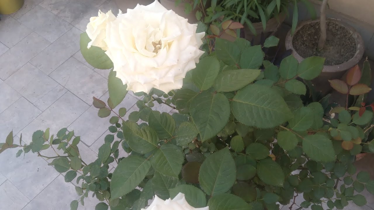 Planting White Roses Tips For White Rose Plant | White Rose Plant Flower | Rose Plant ...