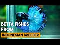 Betta fish from indonesia breeder collection