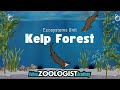 Kelp Forest Ecosystem Quiz