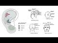 ACUWEBINAR QUIZ 7: Part & Whole Correspondence, Tongue Diagnosis Stregths & Weaknesses, Pulse-Taking