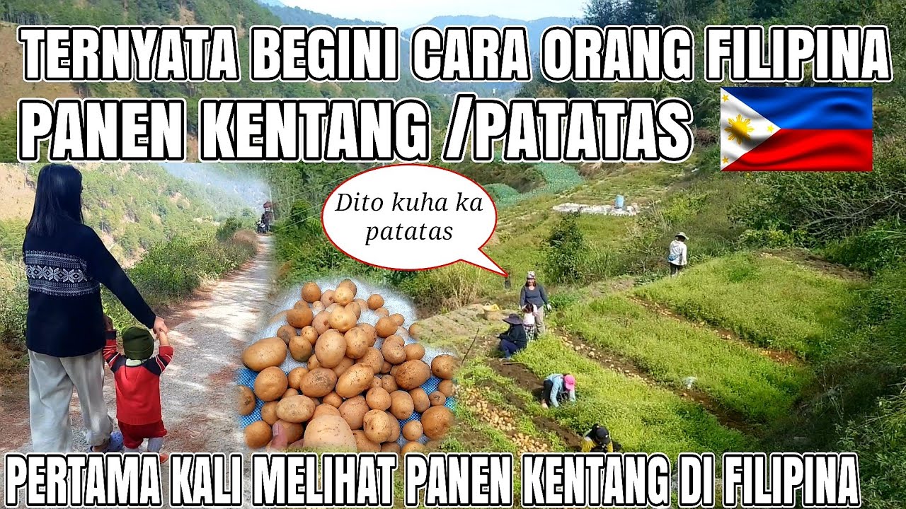 BEGINI CARA ORANG FILIPINA PANEN KENTANG, PERTAMA KALI MELIHAT ORANG FILIPINA PANEN KENTANG 🇵🇭
