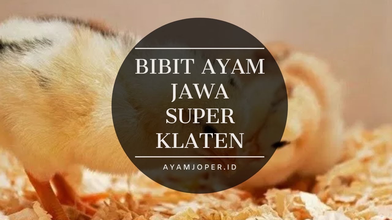 Bibit Ayam Jawa Super Klaten 