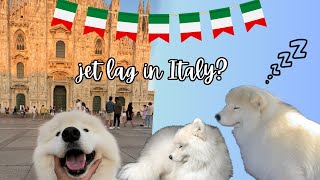 Do dogs get jet lagged?  First stop on our month long Europe trip : ITALY
