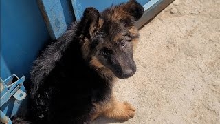 Training Day Cute Puppy Not Letting Me Go To The Work, Lucy Wants Me To Play With Her All Day