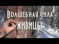 🌲 ВОЛШЕБНАЯ СИЛА ЖИВИЦЫ, живица - смола лиственницы, лекарственная