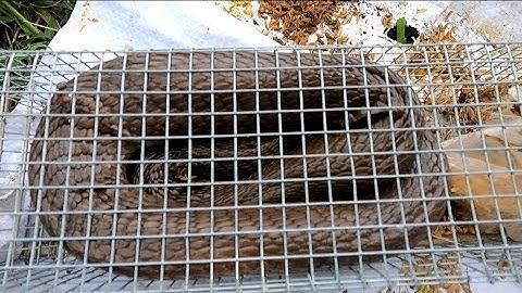 29 Cái Bẩy Rắn Rắn Sau Một Tháng Trời Mới Đi Thăm. Được Đồng Nai Bẫy Rắn.