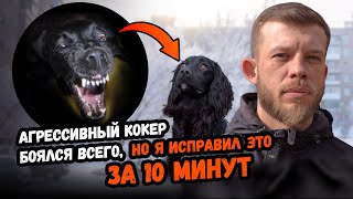 видео: ВЫПАДЫ И УКУСЫ!!!Невоспитанный кокер спаниель. картинка: ВЫПАДЫ И УКУСЫ!!!Невоспитанный кокер спаниель.