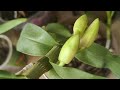Орхидея Дендробиум готовится к цветению. Полезные советы