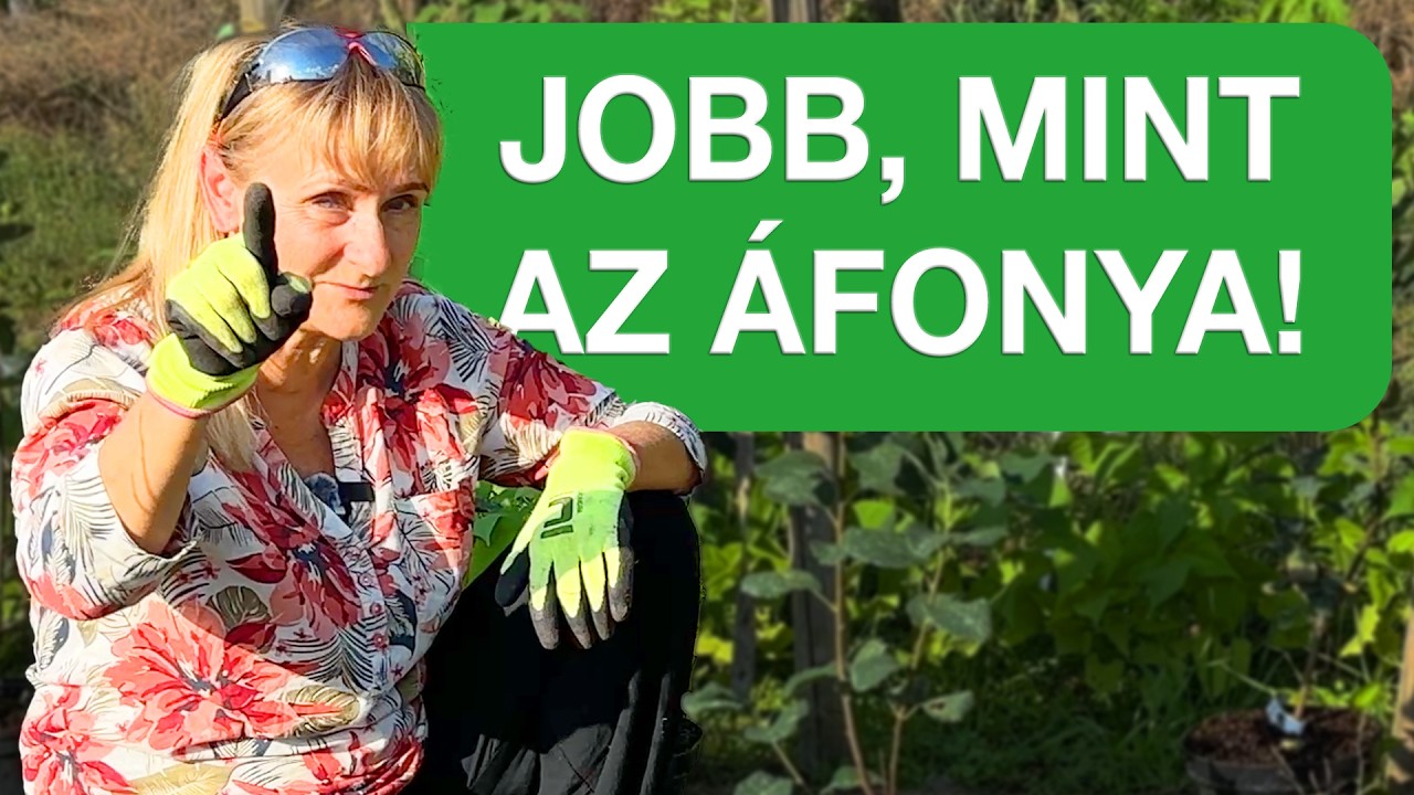 Magyar kertbe EZ illik! 🇭🇺🫐 Áfonya helyett ültess MÉZALMÁCSKÁT!