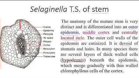 Selaginella morphology and anatomy