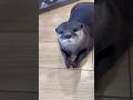 おやつが欲しいのかと思ったら…🫣 #カワウソ #otter #癒し