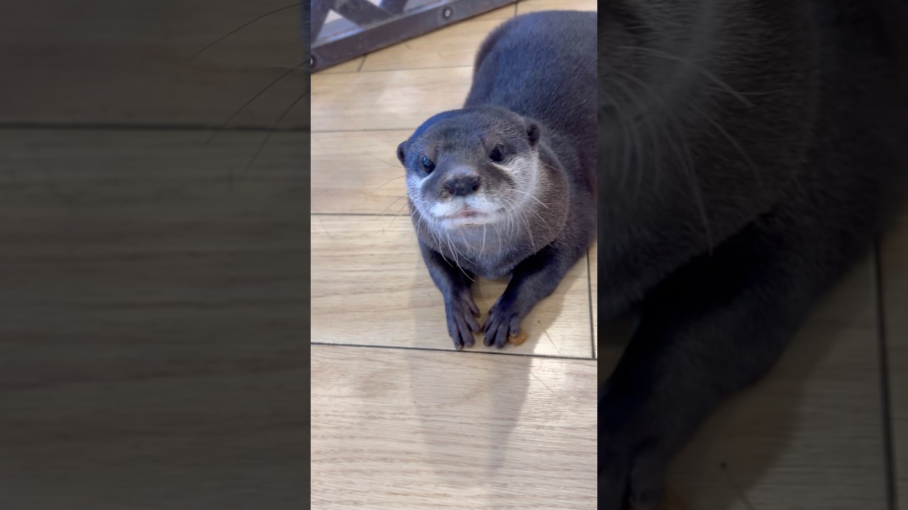 おやつが欲しいのかと思ったら…🫣 #カワウソ #otter #癒し