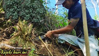 Patterned trunk on a rock. Hunting for bonsai material on a cliff
