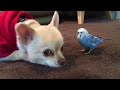 チワワの事が大好きなインコ。最後はチワワよりカメラ意識しちゃったね。