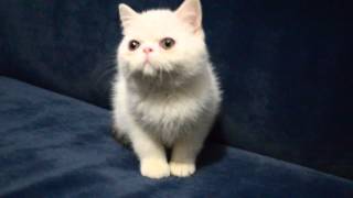 DSC 1091
