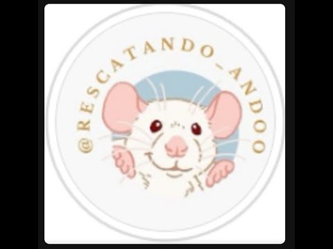 El maravilloso mundo de las ratas – Entrevista a Bianca Costa de la ONG Recatando Andoo