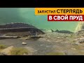 ЗАРЫБЛЕНИЕ ПРУДА часть 2 | Что стало с рыбой через 2 недели?