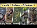 “உலகின் 5 தெரியாத உயிரினங்கள் 😱 | Unknown Animal Facts in Tamil | Naturefacts-1430”#shorts#trending 