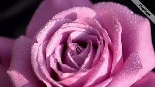 Rose With Dew Valentines Day Special Free To Use Video Download 2022 Love