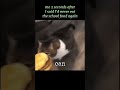 meme of the day ✨️✨️ #kitty #cheeseburger #meme #funny