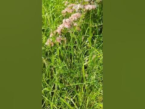 ВИКА ШОРСТКА АБО ГОРОШОК ШОРСТКИЙ МЕДОНОС🐝🇬🇧🇺🇦 - YouTube