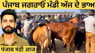 Punjab Mandi Aaj Ke Rate  Jagraon Pashu Mandi  Buffalo Cow Price  Dairy Farm Business