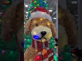 ADORABLE CHRISTMAS PUPPY!!  #puppy #dog #christmas #shorts #short #new