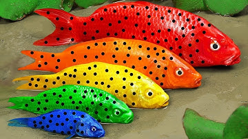 COLORFUL AQUARIUM BABY FISH 🐟🐠