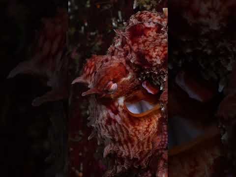 Close Up With an Octopus