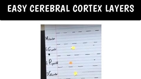 Cerebral Cortex Layers Made Easy!