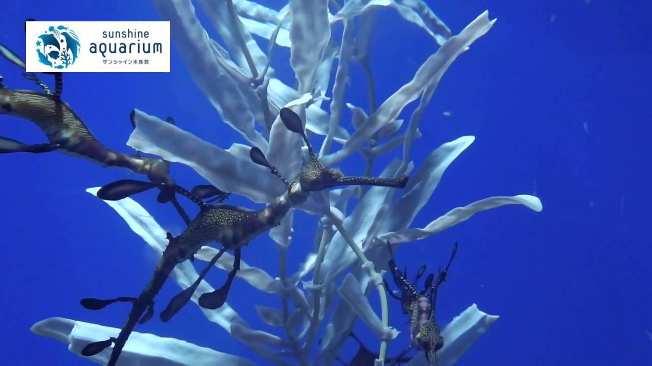 シードラゴンの餌の食べ方 サンシャイン水族館 Youtube