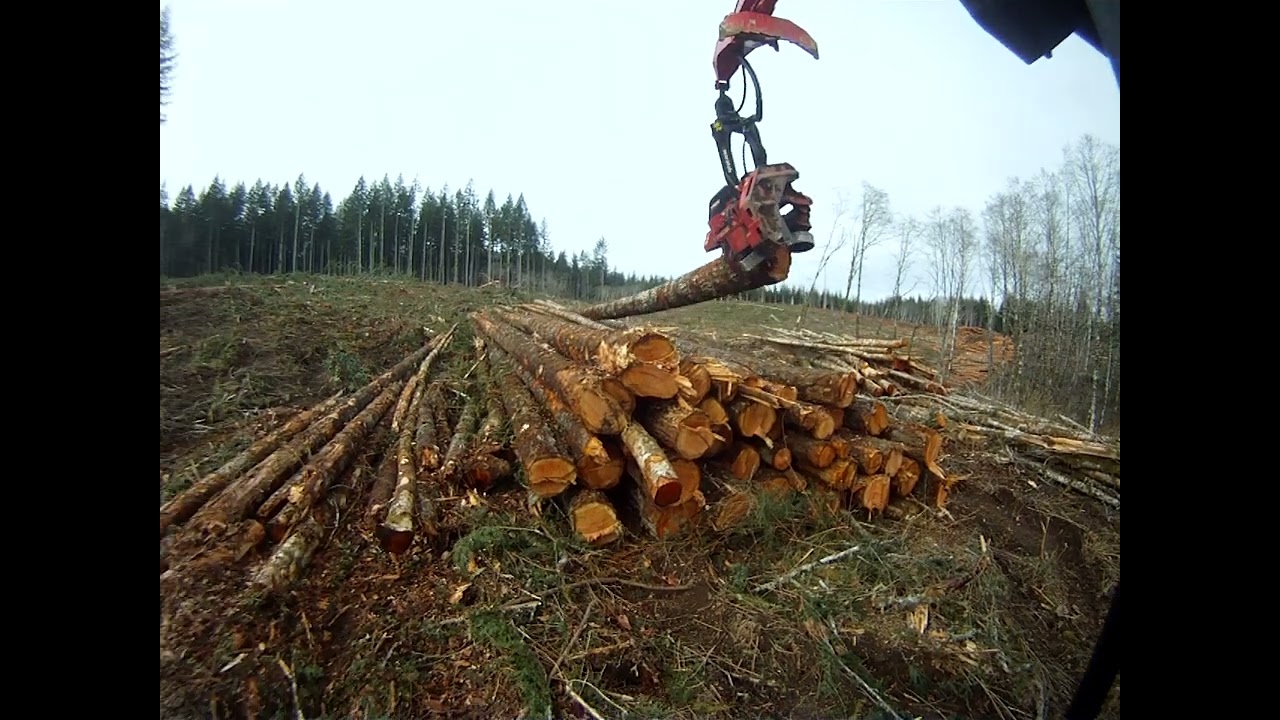 Processing some of the nicest timber I've ever logged with a 624c Waratah