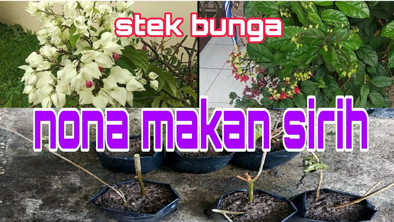 Menanam Bunga Nona Makan Sirih dari Batang 