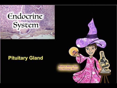 Endocrine System: The Pituitary Gland - YouTube