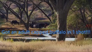 Way of the Hunter (got an adult capped buffalo in 1 shot)