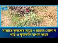 চাঁদার দাবিতে সাভারে কৃষকের সাড়ে ৭ হাজার গোলাপ গাছ ও ফুলকপি বাগান ধ্বংস | Rtv News