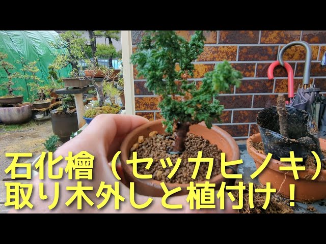 石化檜（セッカヒノキ）取り木外しと植付け！ - YouTube