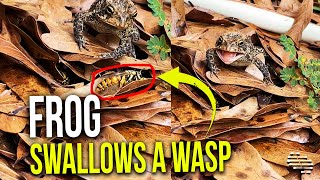 Frog Swallows a Wasp and It Almost Knocks Him off of His Feet