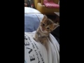 かわいい子猫がめっちゃ見てくる動画 #Shorts