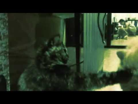 улечная кошка и