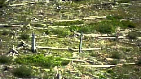 Life Persists - Jerry Franklin, Forest Ecologist