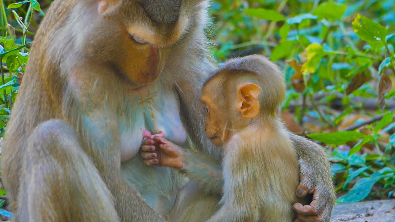 Adorable Lynx tries asking his mama Luna to breastfeed him, but his action gets mom who isn't happy