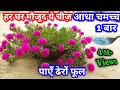 पोर्टुलाका में एक बार आधा चम्मच और पाएं ढेरों फूल । Fertilizer for Moss Rose/Portulaca/9 O’Clock