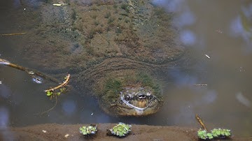 Snapping turtles mating
