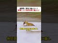 自然界に安住の地はない! 動物たちの生存競争が始まる! #ライオン #ワニ #ヒョウ #ハイエナ #野生動物