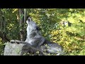 Beautiful Wolf S Autumn Howl Beautiful Wolf S Autumn Howl