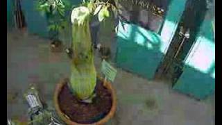 Gustavus Adolphus College (Titan Arum) May 8-10 Cam 3