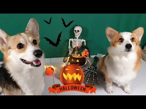 Halloween Prank : Skeleton Scares <strong>Dog</strong> | <strong>Funny</strong> dogs
