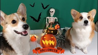Halloween Prank : Skeleton Scares Dog | Funny dogs Halloween Prank Skeleton Scares Dog