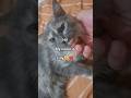 Hi! my name is Lilly🐱❤️ #shorts #cat #catshorts #catvideos #catlovers #catlovers #cutecat